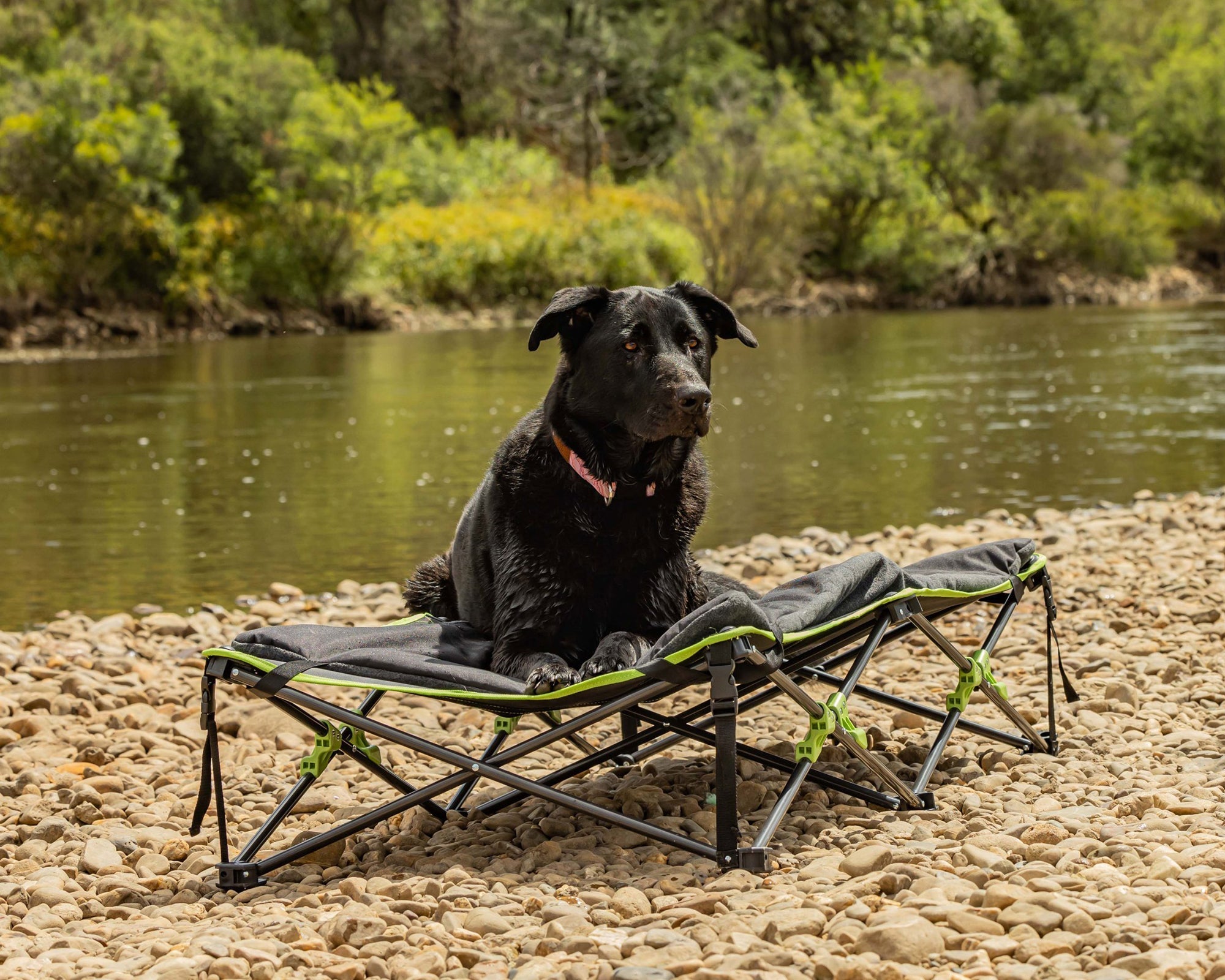 Quick Fold Dog Bed (X-Large, Padded)